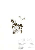藏品(三葉山芹菜)的圖片